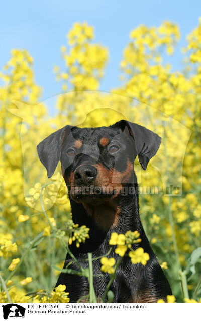 Deutscher Pinscher Portrait / German Pinscher Portrait / IF-04259