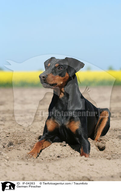 Deutscher Pinscher / German Pinscher / IF-04263