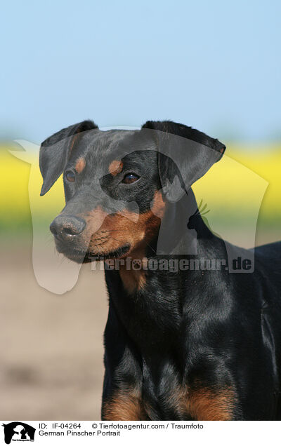 Deutscher Pinscher Portrait / German Pinscher Portrait / IF-04264