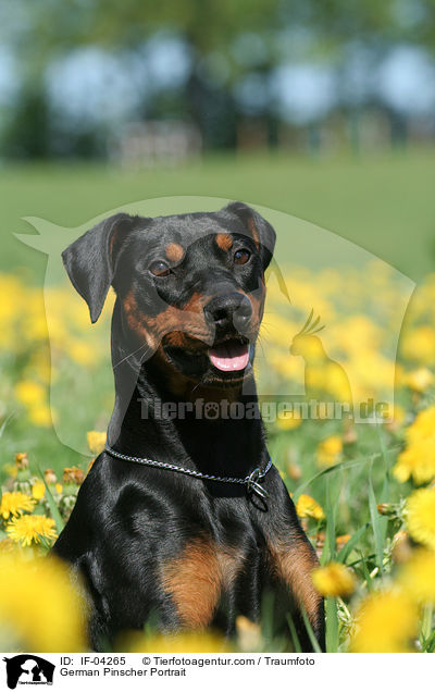 Deutscher Pinscher Portrait / German Pinscher Portrait / IF-04265