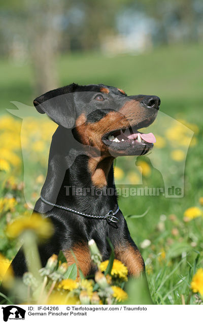 Deutscher Pinscher Portrait / German Pinscher Portrait / IF-04266