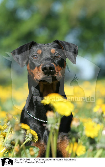 Deutscher Pinscher Portrait / German Pinscher Portrait / IF-04267