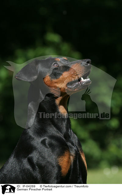 Deutscher Pinscher Portrait / German Pinscher Portrait / IF-04269