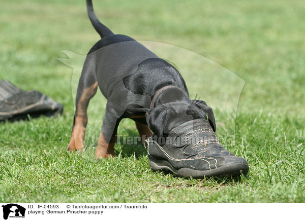 spielender Deutscher Pinscher Welpe / playing German Pinscher puppy / IF-04593