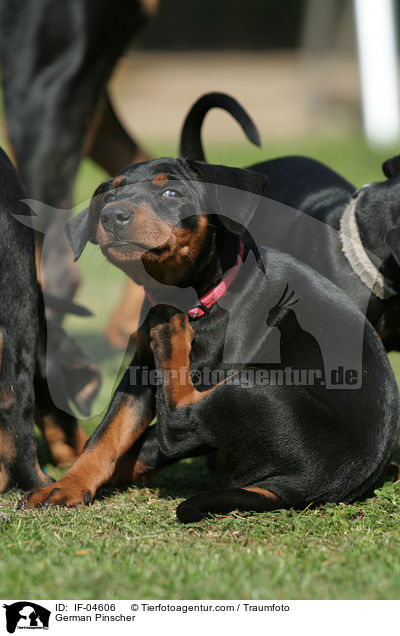 Deutsche Pinscher / German Pinscher / IF-04606