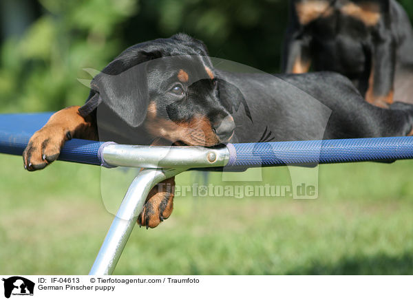 Deutscher Pinscher Welpe / German Pinscher puppy / IF-04613