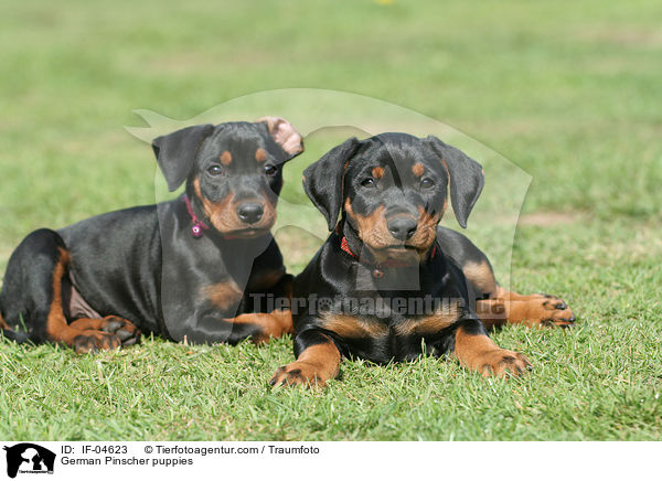 Deutsche Pinscher Welpen / German Pinscher puppies / IF-04623