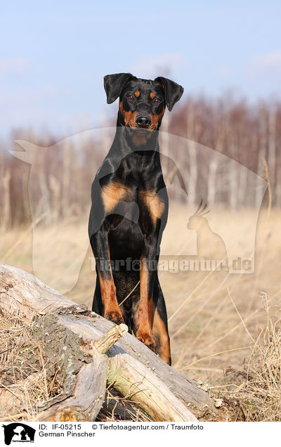 German Pinscher / IF-05215