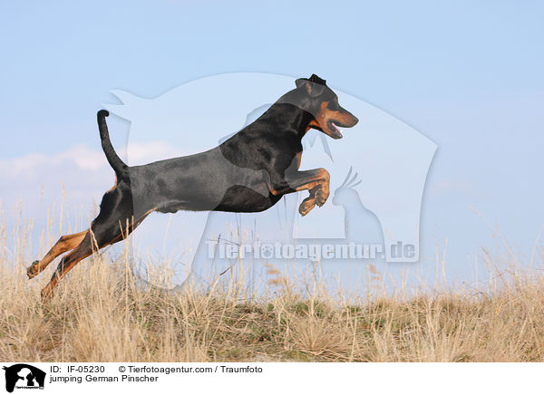 springender Deutscher Pinscher / jumping German Pinscher / IF-05230