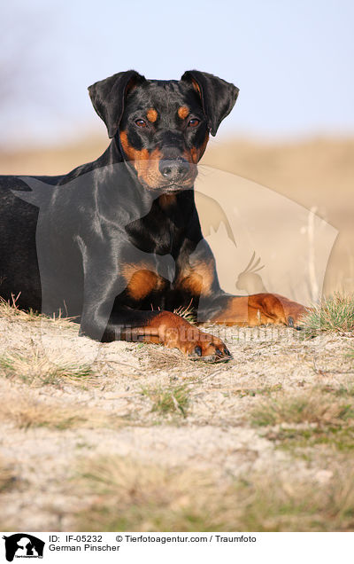 Deutscher Pinscher / German Pinscher / IF-05232