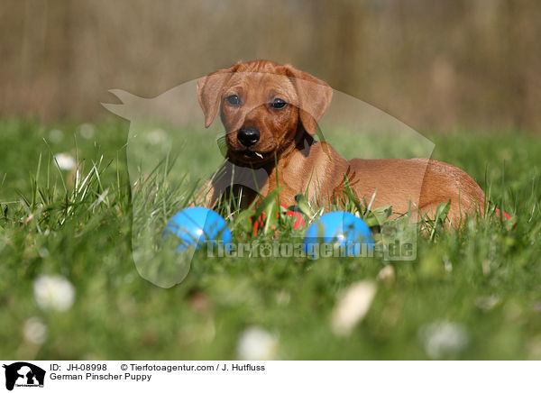 German Pinscher Puppy / JH-08998