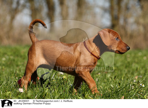 laufender Deutscher Pinscher Welpe / walking German Pinscher Puppy / JH-09001