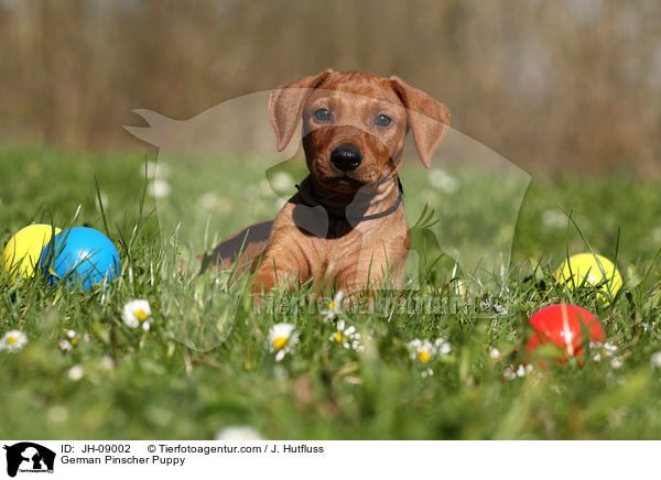 Deutscher Pinscher Welpe / German Pinscher Puppy / JH-09002