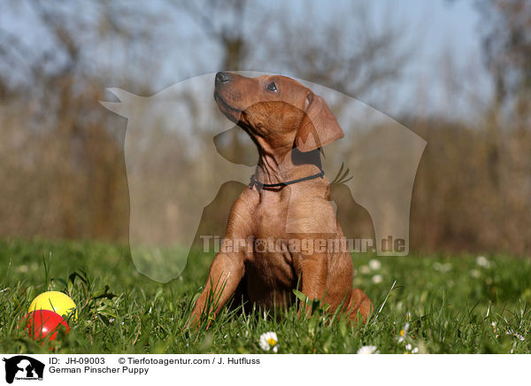 Deutscher Pinscher Welpe / German Pinscher Puppy / JH-09003