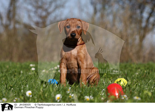 Deutscher Pinscher Welpe / German Pinscher Puppy / JH-09005