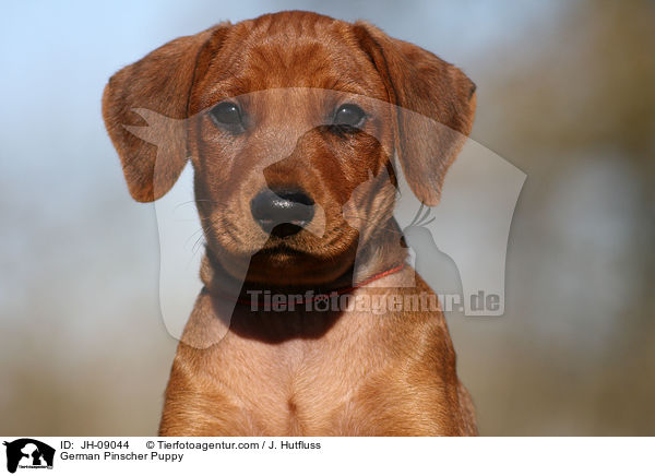 Deutscher Pinscher Welpe / German Pinscher Puppy / JH-09044