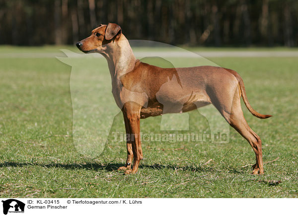 Deutscher Pinscher / German Pinscher / KL-03415