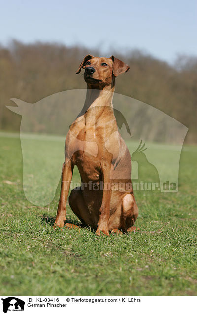 Deutscher Pinscher / German Pinscher / KL-03416