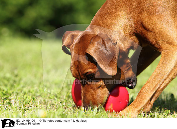 Deutscher Pinscher mit Futterball / German Pinscher / JH-09490