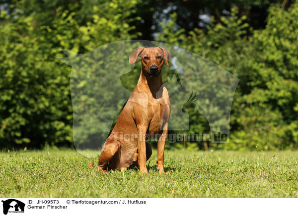 Deutscher Pinscher / German Pinscher / JH-09573