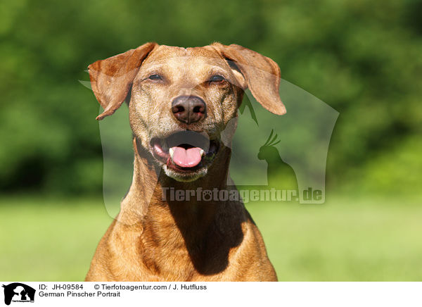 Deutscher Pinscher Portrait / German Pinscher Portrait / JH-09584