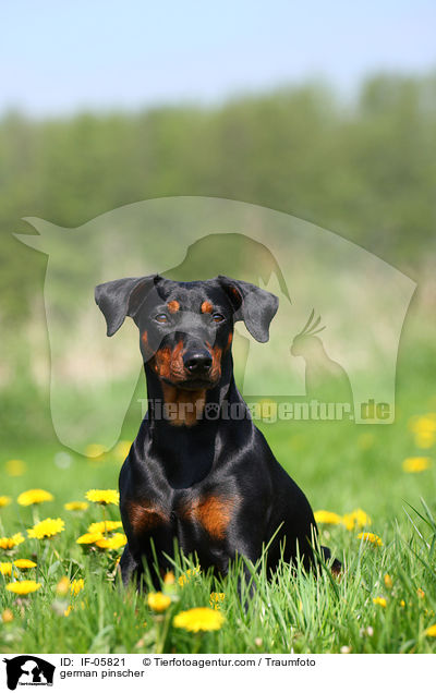 Deutscher Pinscher / german pinscher / IF-05821