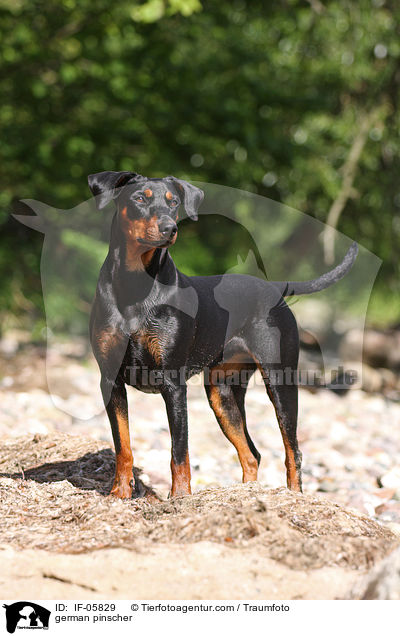 Deutscher Pinscher / german pinscher / IF-05829