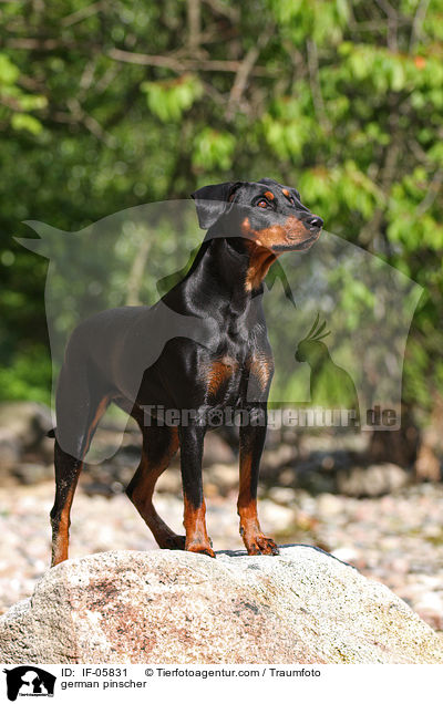 Deutscher Pinscher / german pinscher / IF-05831