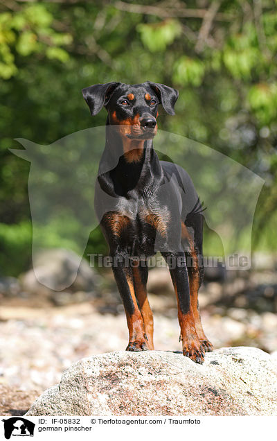 Deutscher Pinscher / german pinscher / IF-05832