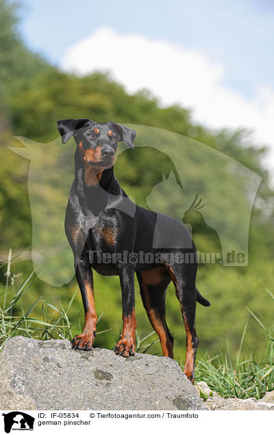 Deutscher Pinscher / german pinscher / IF-05834