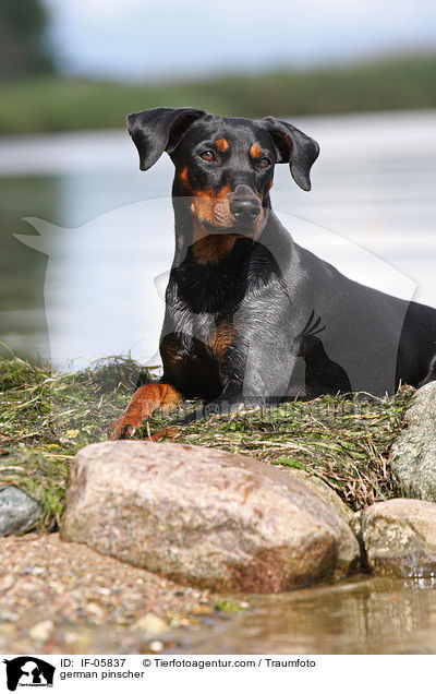 Deutscher Pinscher / german pinscher / IF-05837