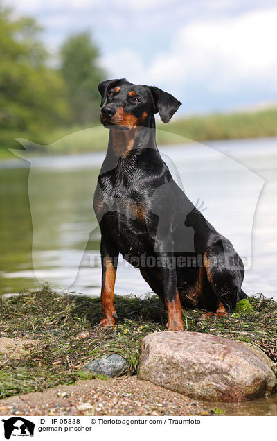 Deutscher Pinscher / german pinscher / IF-05838