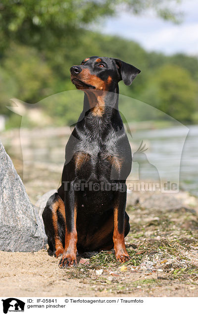 Deutscher Pinscher / german pinscher / IF-05841