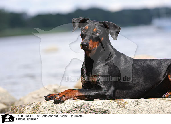 Deutscher Pinscher / german pinscher / IF-05844