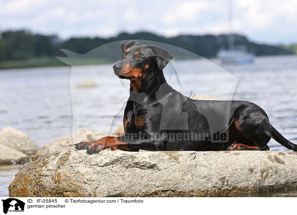 Deutscher Pinscher / german pinscher / IF-05845