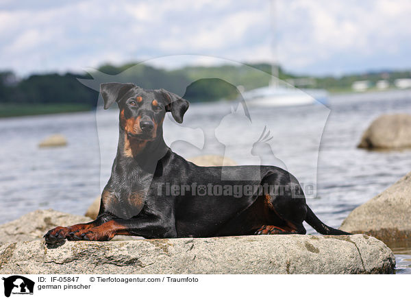 Deutscher Pinscher / german pinscher / IF-05847