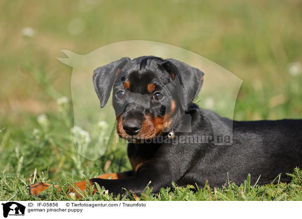 Deutscher Pinscher Welpe / german pinscher puppy / IF-05856