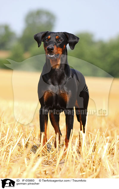 Deutscher Pinscher / german pinscher / IF-05860