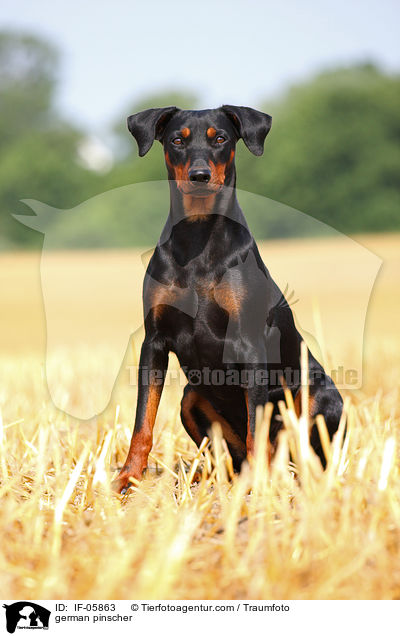 Deutscher Pinscher / IF-05863