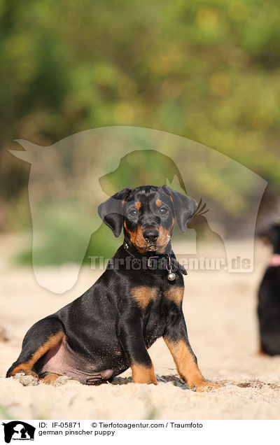 Deutscher Pinscher Welpe / german pinscher puppy / IF-05871