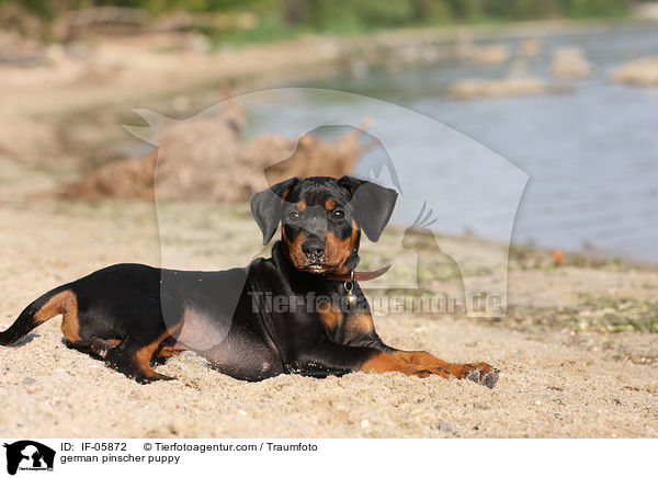 Deutscher Pinscher Welpe / german pinscher puppy / IF-05872