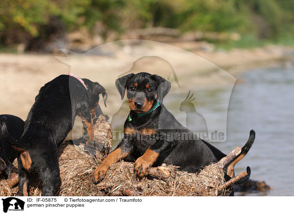 Deutscher Pinscher Welpen / german pinscher puppies / IF-05875