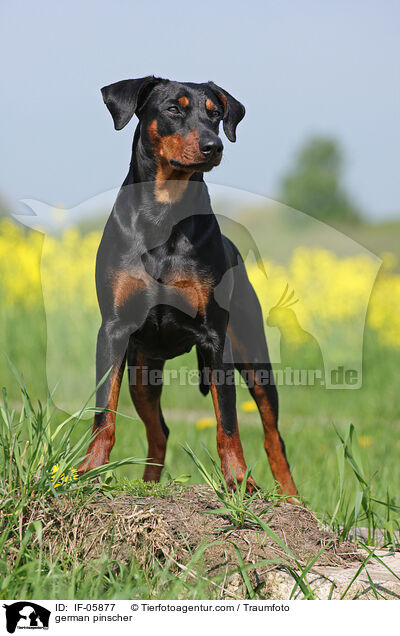 Deutscher Pinscher / german pinscher / IF-05877