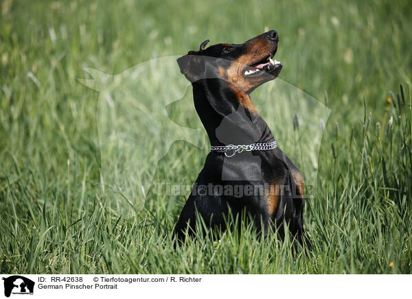 Deutscher Pinscher Portrait / German Pinscher Portrait / RR-42638