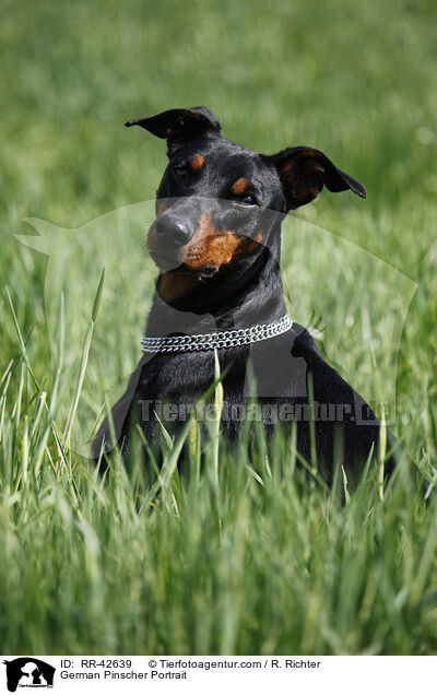 Deutscher Pinscher Portrait / German Pinscher Portrait / RR-42639