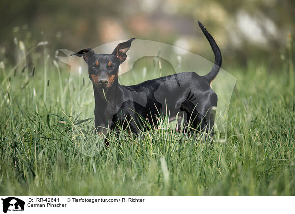 Deutscher Pinscher / German Pinscher / RR-42641