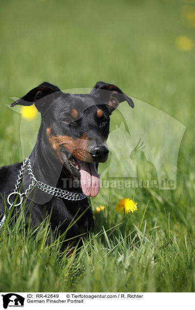 Deutscher Pinscher Portrait / German Pinscher Portrait / RR-42649