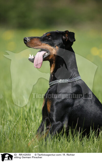 sitzender Deutscher Pinscher / sitting German Pinscher / RR-42650