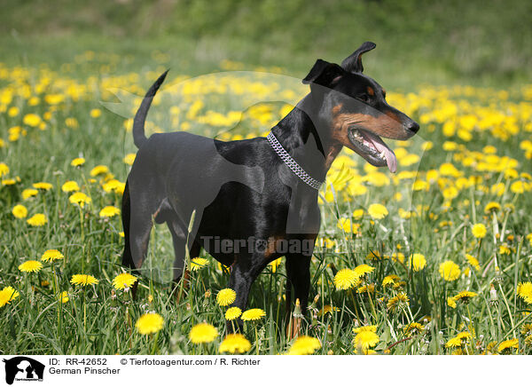 Deutscher Pinscher / German Pinscher / RR-42652