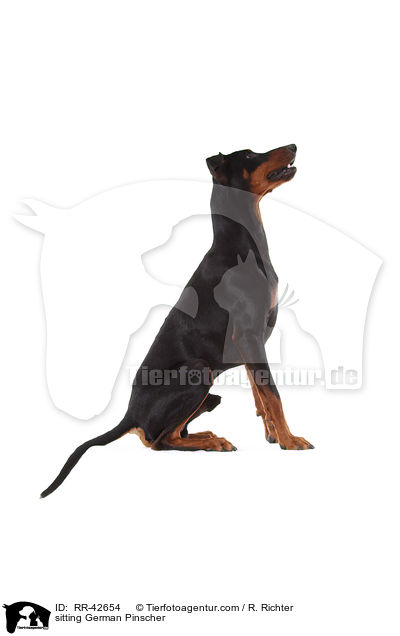 sitzender Deutscher Pinscher / sitting German Pinscher / RR-42654